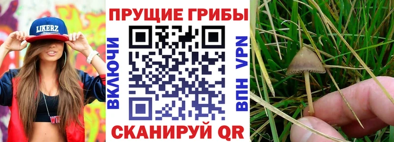 Галлюциногенные грибы мицелий  цена   Мышкин 
